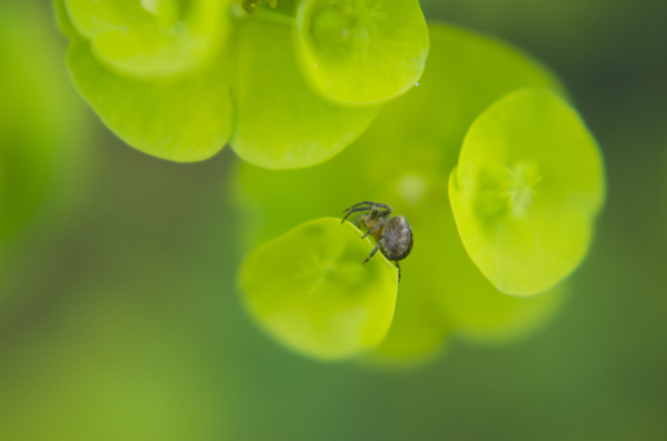 Insects08_600pxwide